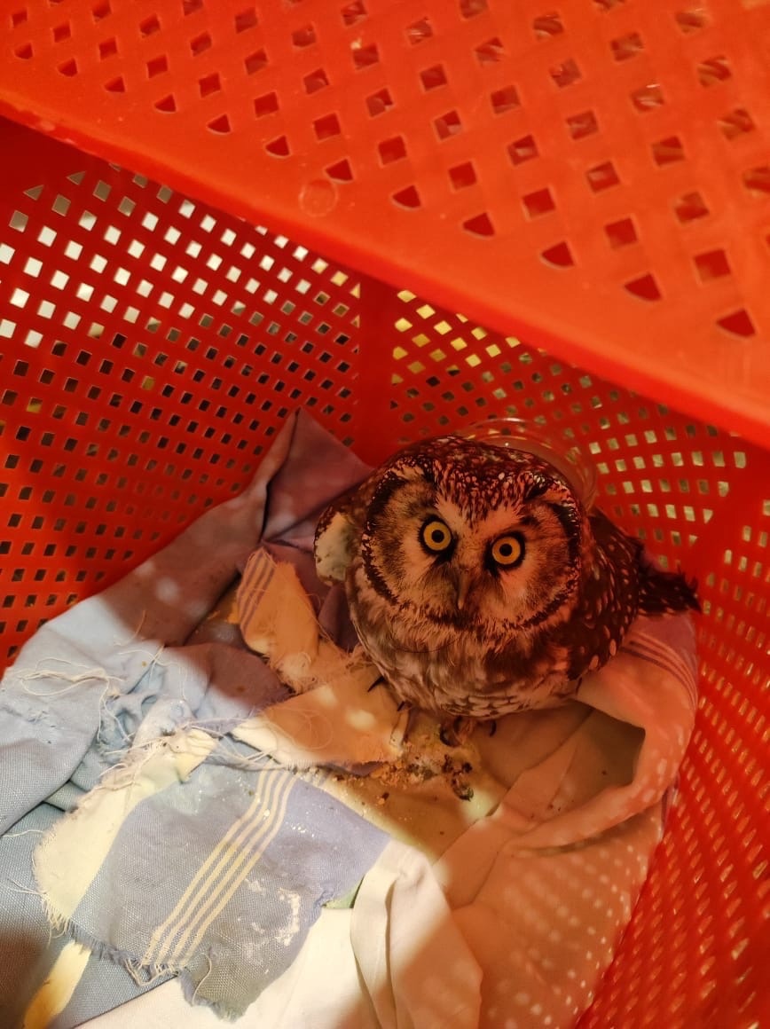 Читатели Tverlife спасли дикого птенца сыча