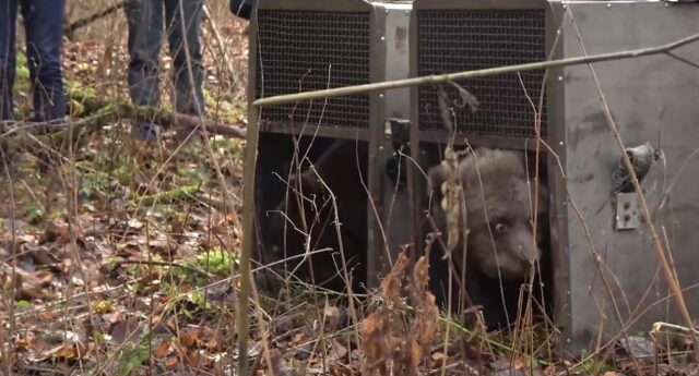 В центре спасения медвежат-сирот завершилась выпускная пора