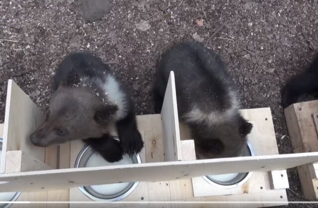 Центр спасения медвежат-сирот показал видео из архивов