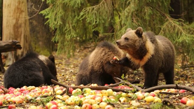 Центр спасения медвежат-сирот опубликовал архивное видео с подопечными Центр спасения медвежат-сирот опубликовал архивное видео с подопечными