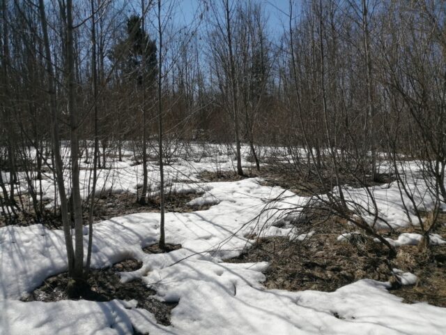 В Лихославльском муниципальном округе арендатор допустил зарастание более 54 гектаров сельскохозяйственных угодий В Лихославльском муниципальном округе арендатор допустил зарастание более 54 гектаров сельскохозяйственных угодий