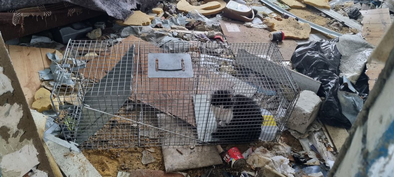 В Тульской области сбежавшего кота отправили в приют