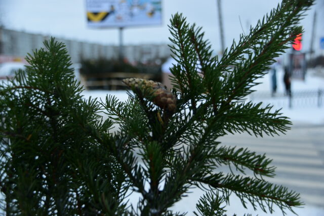 Где найти зеленую красавицу: в Твери открылись ёлочные базары