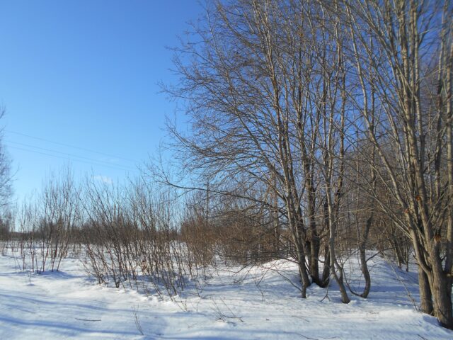 В Торжокском районе собственник допустил зарастание свыше 27 гектаров пахотных земель