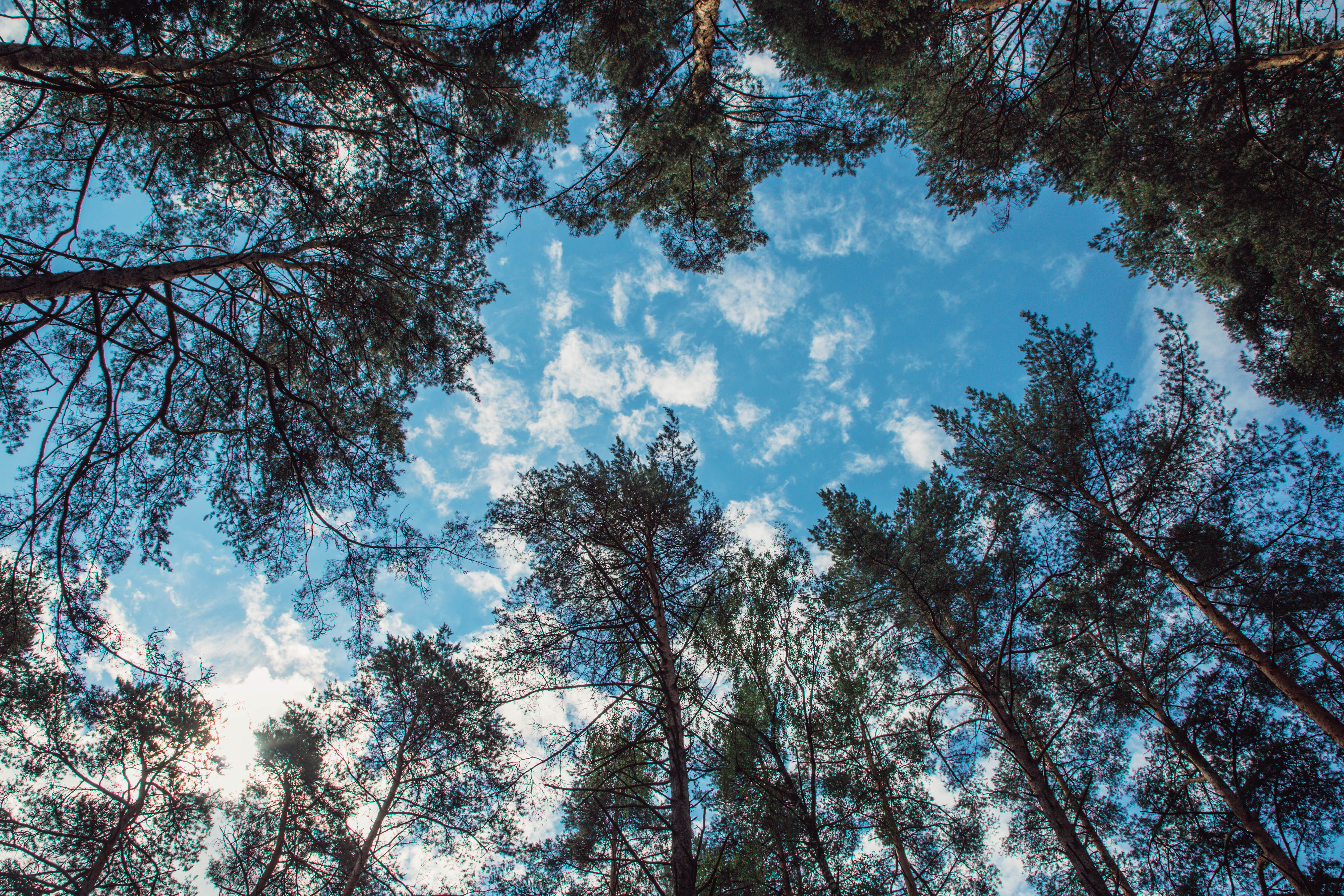 В Тверской области благодаря вмешательству природоохранной прокуратуры возвращено в собственность государства больше 110 га земель лесного фонда