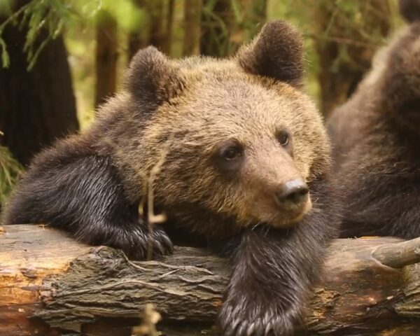 В Центре спасения медвежат-сирот рассказали, почему медведи осенью замедляются В Центре спасения медвежат-сирот рассказали, почему медведи осенью замедляются