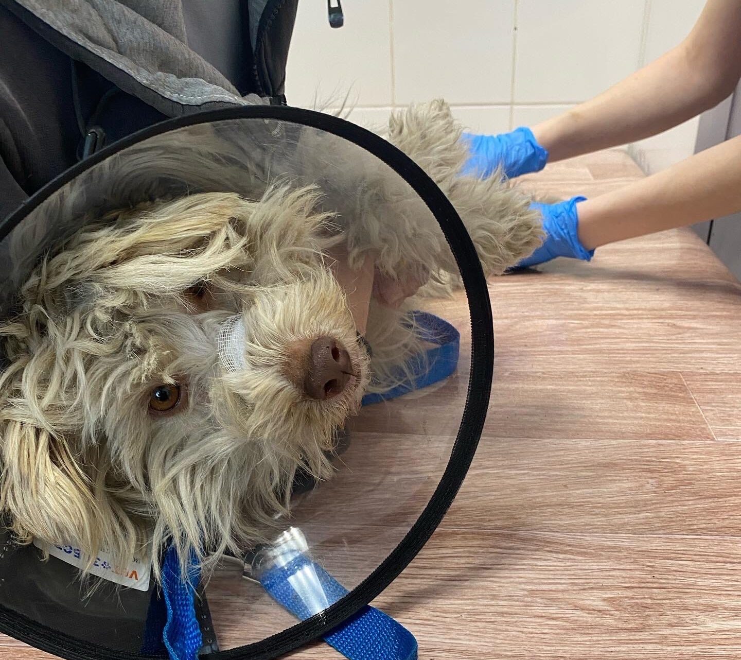 В Тульской области волонтеры во время поисков пропавшего нашли замерзающих кота и собаку