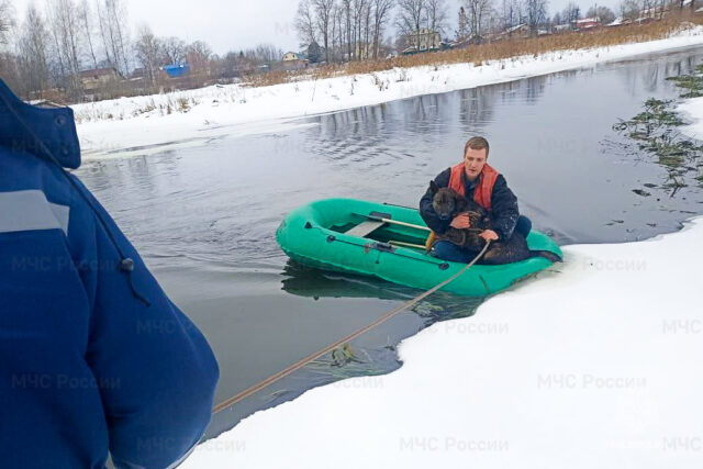 В Вышнем Волочке спасли провалившуюся под лед собаку