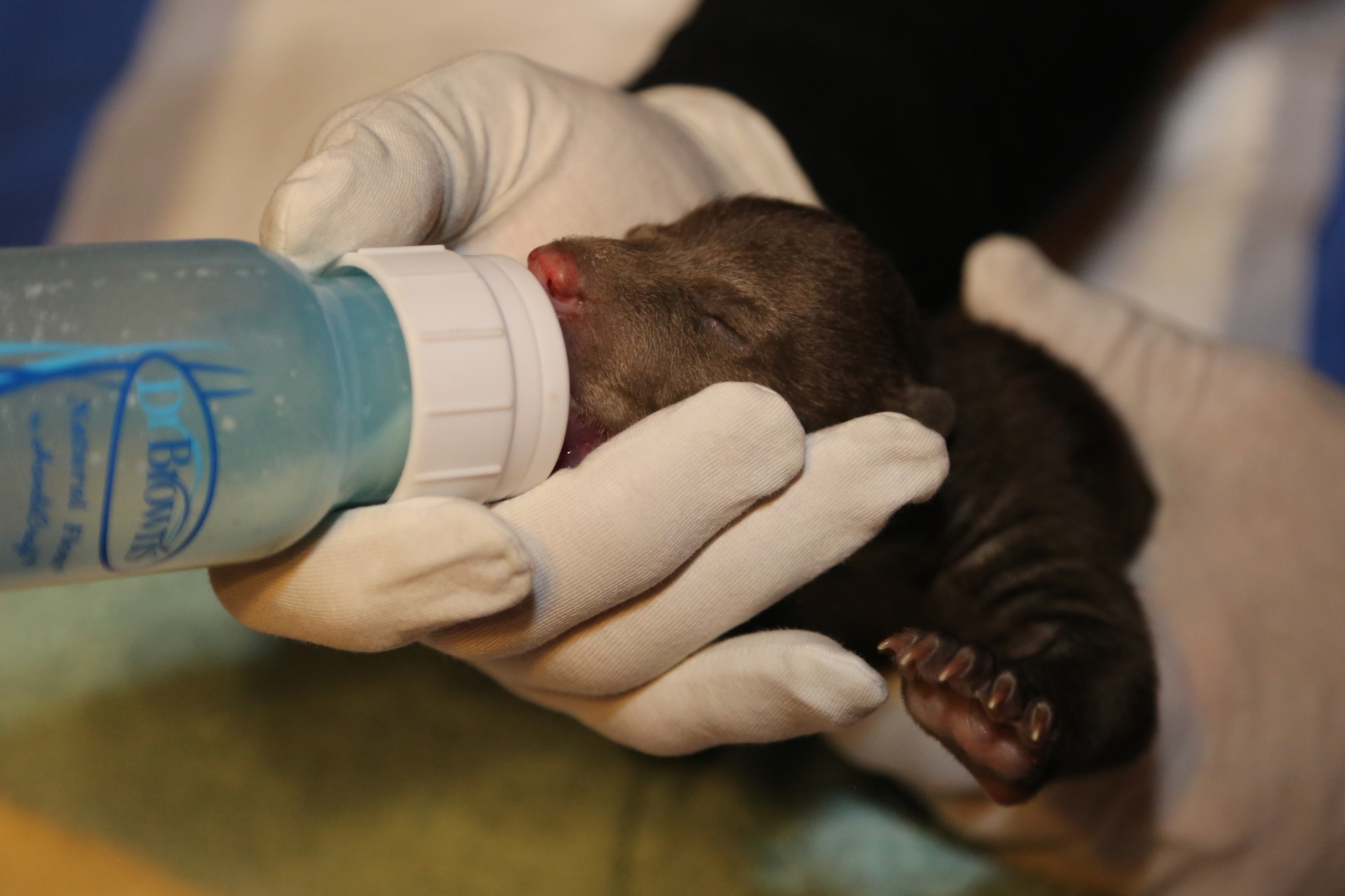 В торопецкий Центр спасения привезли крохотных медвежат из Республики Коми