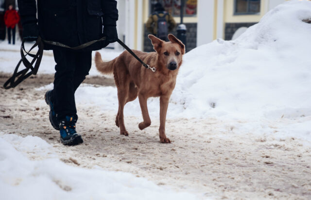 Скользко и мокро: в Тверской области в пятницу сохранится пюсовая температура Скользко и мокро: в Тверской области в пятницу сохранится пюсовая температура