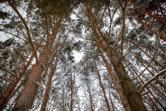 Житель Тверской области незаконно вырубил больше 170 деревьев