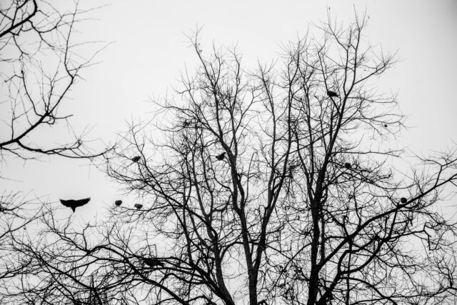 В четверг в Тверской области пойдет дождь В четверг в Тверской области пойдет дождь