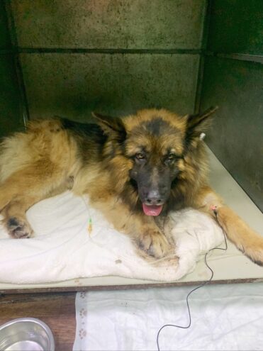 В Твери спасли впавшего в алкогольную кому пса Ральфа В Твери спасли впавшего в алкогольную кому пса Ральфа