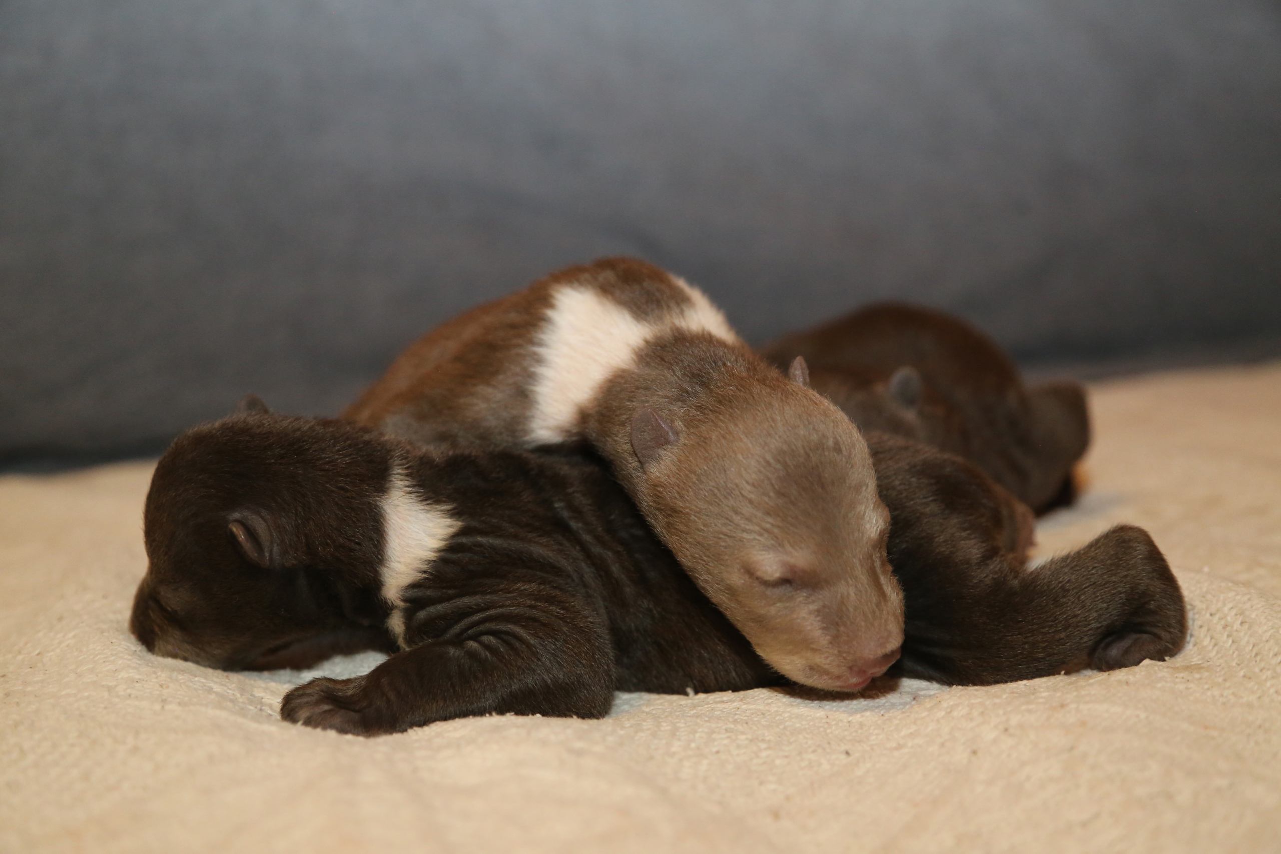 В торопецкий Центр спасения привезли крохотных медвежат из Республики Коми