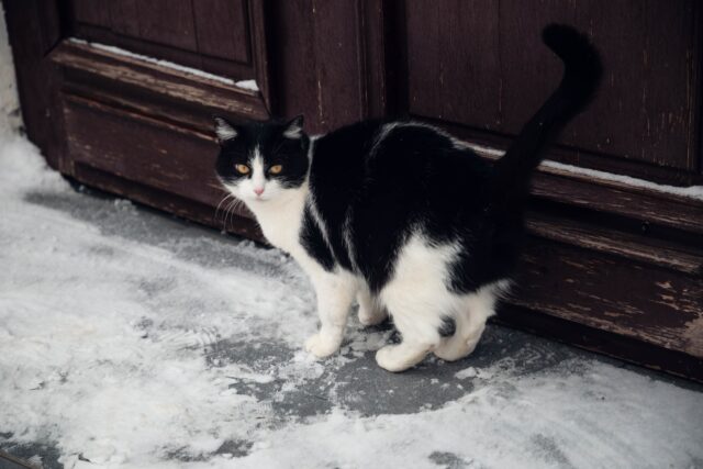 Ветеринар рассказала, как можно помочь бездомным животным В Тверской области помогут приютам для безнадзорных животных