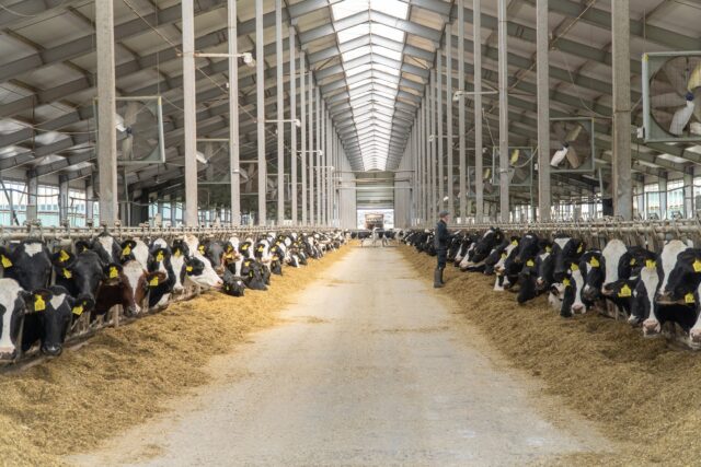 В Тверской области благодаря развитию племенного животноводства растут показатели продуктивности В Тверской области благодаря развитию племенного животноводства растут показатели продуктивности