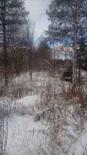 В Краснохолмском муниципальном округе собственником не используется свыше 67 гектаров сельскохозяйственных угодий В Краснохолмском муниципальном округе собственником не используется свыше 67 гектаров сельскохозяйственных угодий