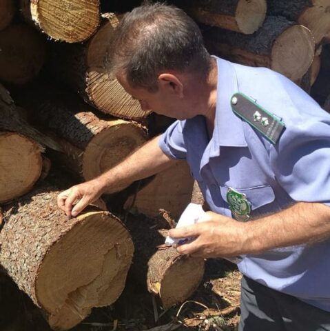 За 2022 год Управлением Россельхознадзора досмотрено 500 тыс. куб.м. лесопродукции