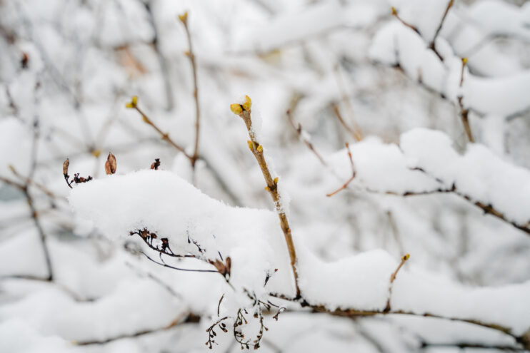 В пятницу в Тверской области ожидается снег