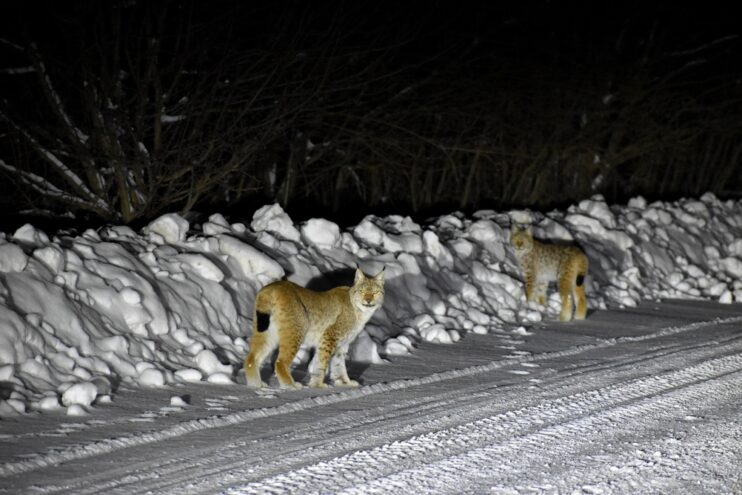 В Тверской области две рыси попали в объектив фотографа