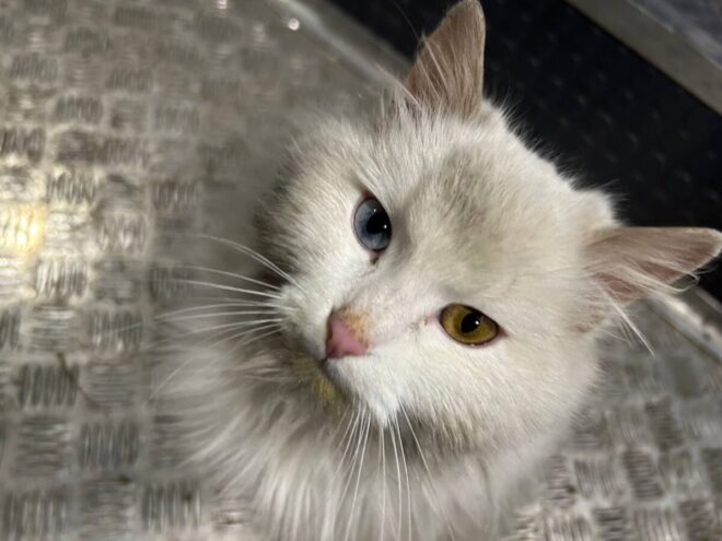 Российские военнослужащие поделились фотографиями с котами из зоны СВО