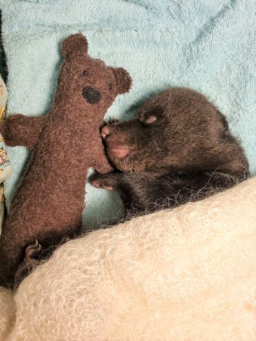 В торопецком Центре спасения медвежат сирот умер подопечный В торопецком Центре спасения медвежат сирот умер подопечный