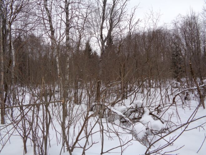 В Тверской области Россельхознадзором подведены итоги работы по профилактике нарушений обязательных требований земельного законодательства В Тверской области Россельхознадзором подведены итоги работы по профилактике нарушений обязательных требований земельного законодательства