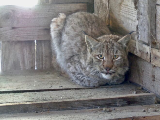 В реабилитационном центре "Ромашка" в Тверской области появился рысенок В реабилитационном центре "Ромашка" в Тверской области появился рысенок