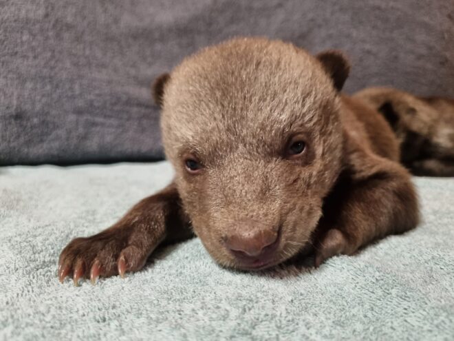 В торопецкий Центр спасения медвежат-сирот привезли двух маленьких медвежат В торопецкий Центр спасения медвежат-сирот привезли двух маленьких медвежат