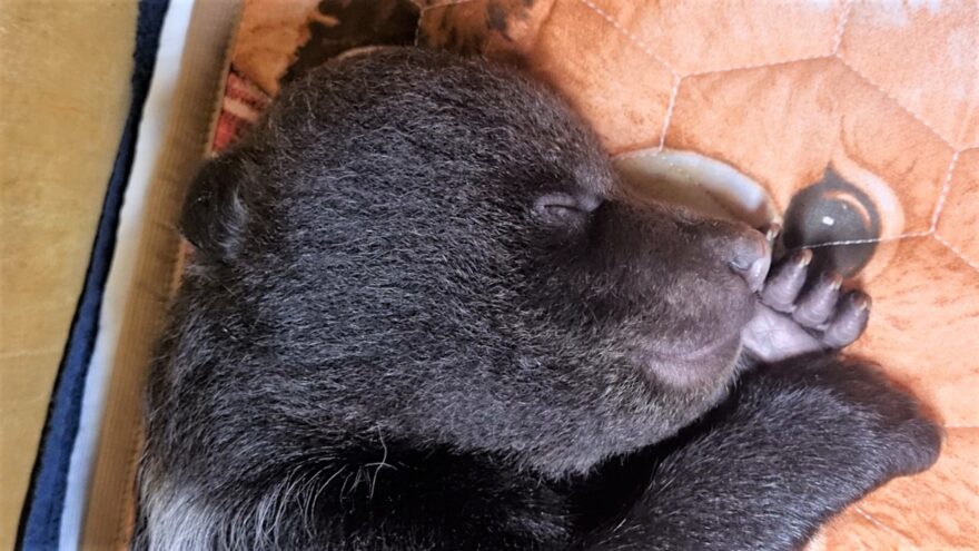 Сотрудники Центра спасения медвежат-сирот выбирают имя для нового подопечного Подопечного Центра спасения медвежат-сирот экстренно госпитализировали в Москву