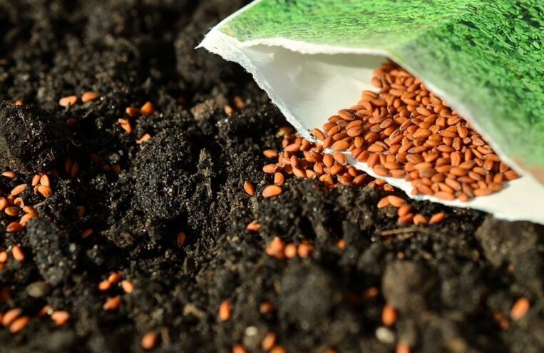 Как выбрать семена для хорошего урожая Как выбрать семена для хорошего урожая