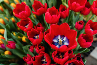 Где в Твери можно купить цветы 8 Марта Где в Твери можно купить цветы 8 Марта