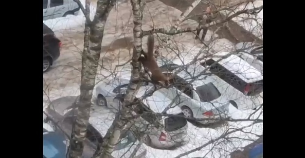 В центре Твери жители заметили необычного зверька В центре Твери жители заметили необычного зверька