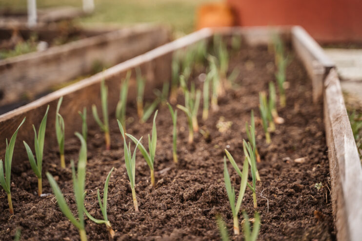 Что означает маркировка F1 на пакетированных семенах Что означает маркировка F1 на пакетированных семенах