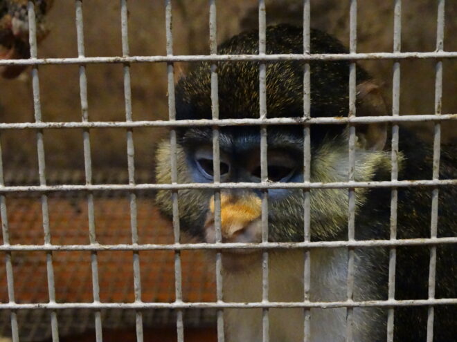 В Кимрах предприниматель использовал животных в интерактивном музее без лицензии В Кимрах предприниматель использовал животных в интерактивном музее без лицензии