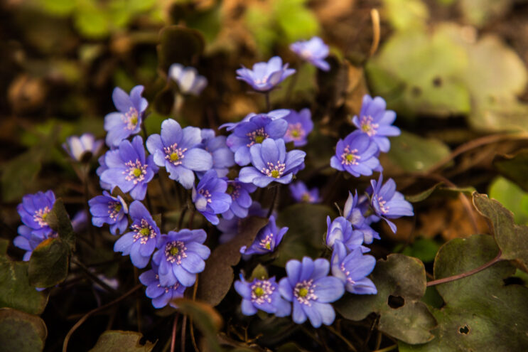 Жителей Твери приглашают на семейный музейный праздник "Весна-красна" Жителей Твери приглашают на семейный музейный праздник "Весна-красна"