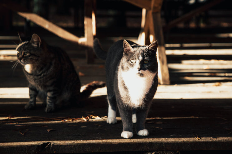 В Твери откроется фотовыставка «Мартовский кот» Житель Тверской области убил кошку о бетонное крыльцо