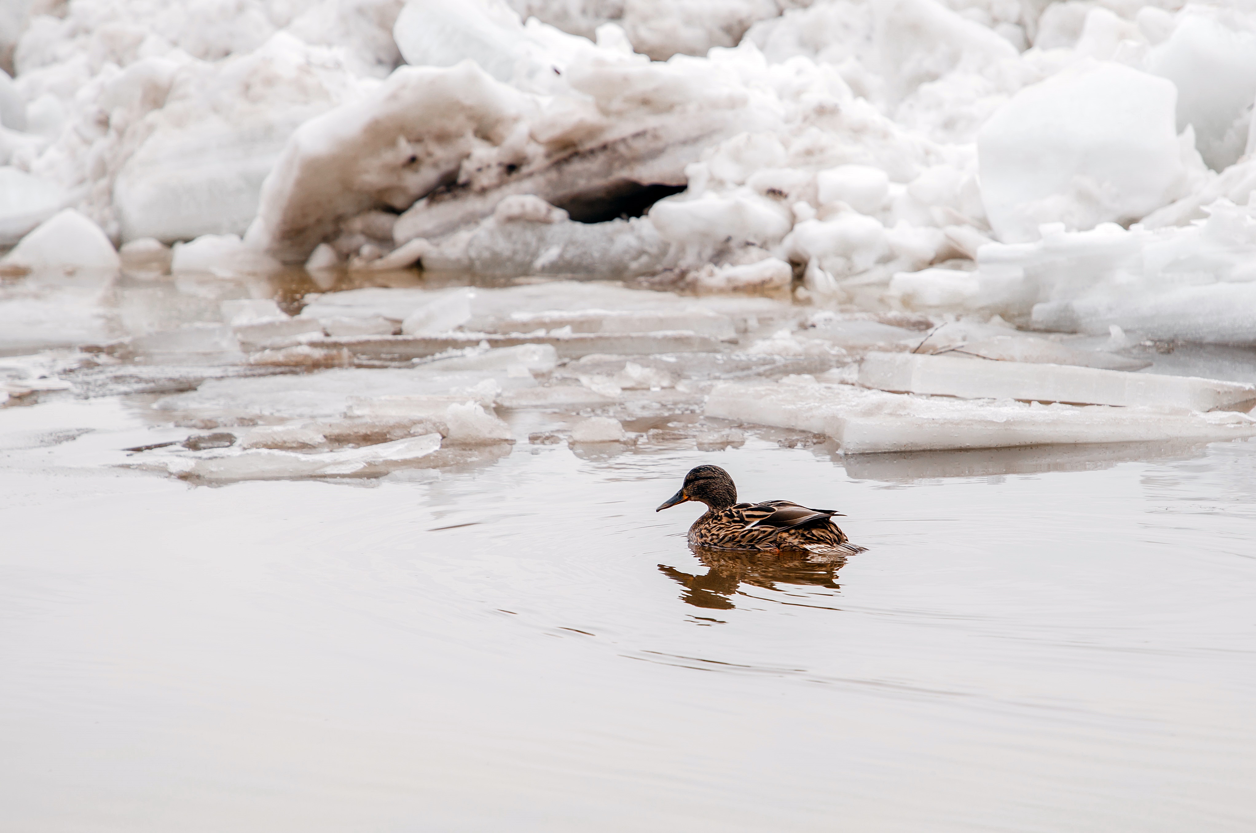 Лед тронулся: Жители Твери наблюдают ледоход на Волге