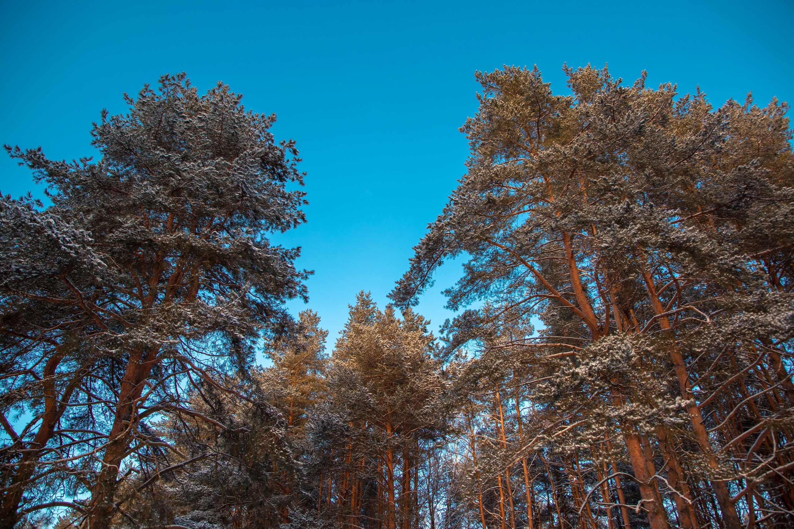 Житель Тверской области незаконно срубил 48 елей