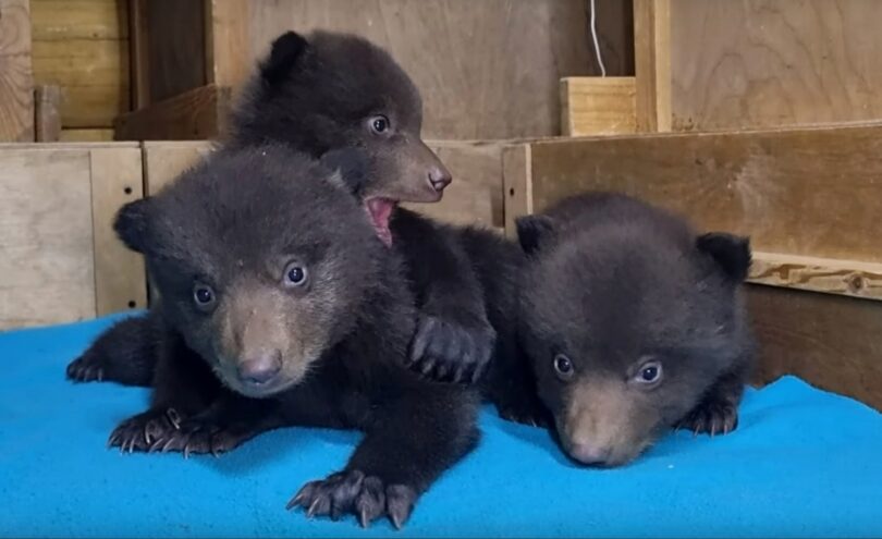 В Центр спасения медвежат-сирот приехали еще три медвежонка В Центр спасения медвежат-сирот приехали еще три медвежонка