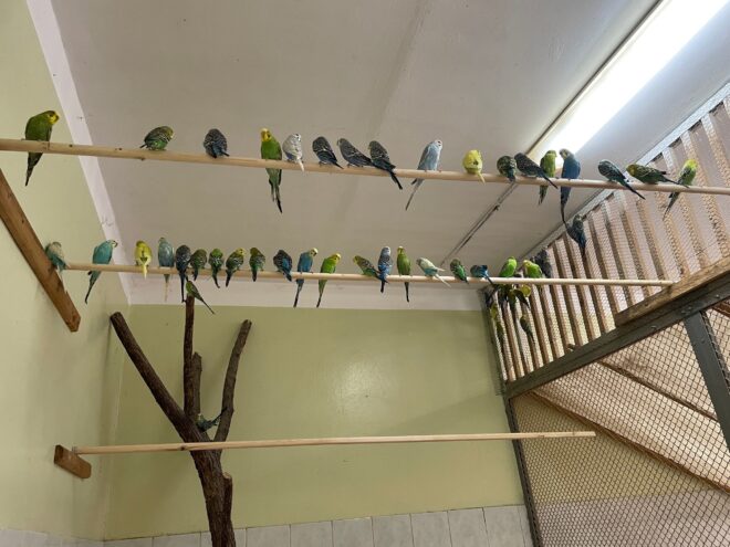 Попугайчиков из Тверского театра кукол передали на станцию юных натуралистов