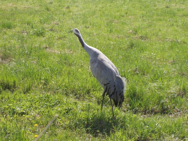 Сотрудники тверского реабилитационного центра диких животных рассказали историю одного журавля