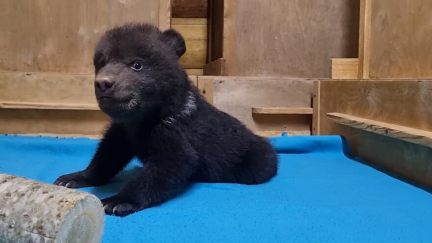 В Тверской области врачам удалось спасти вологодского медвежонка В Тверской области врачам удалось спасти вологодского медвежонка