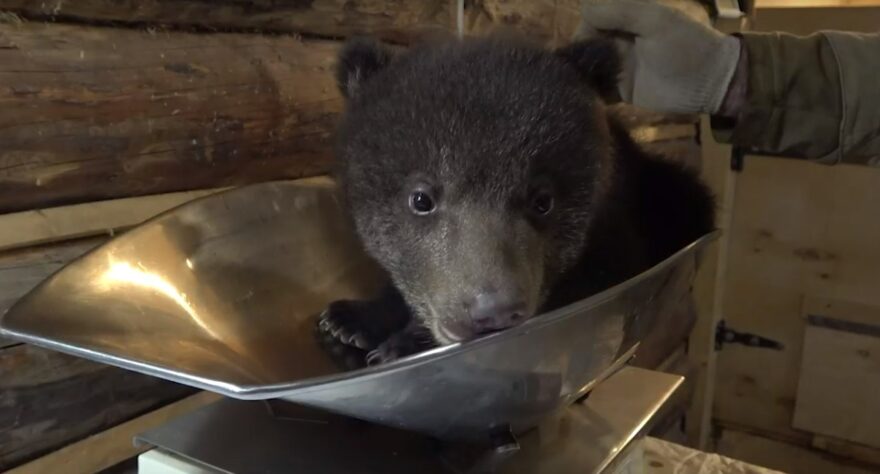 Воспитанники Центра спасения медвежат-сирот набирают в весе Воспитанники Центра спасения медвежат-сирот набирают в весе