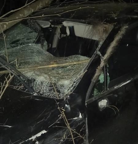 В Тверской области на трассе "Золотое кольцо" автомобиль сбил лося В Тверской области на трассе "Золотое кольцо" автомобиль сбил лося