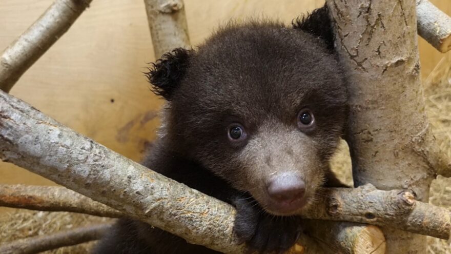В Центре спасения медвежат-сирот установили "медвежий тренажер" В Центре спасения медвежат-сирот установили "медвежий тренажер"