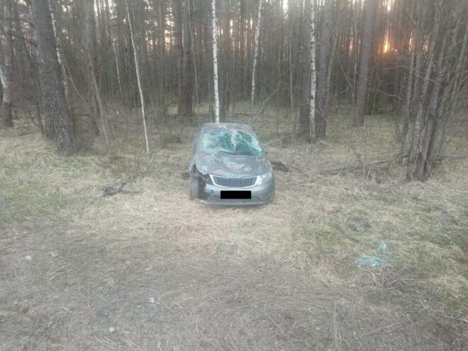 В Тверской области иномарка сбила лося В Тверской области иномарка сбила лося