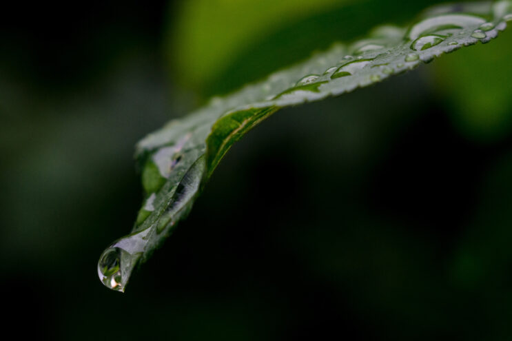 Рабочая неделя в Тверской области начнется с дождей В воскресенье в Тверской области пройдет дождь