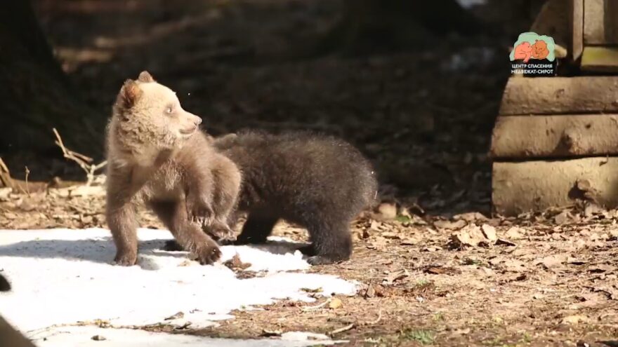 Подопечные Центра спасения медвежат-сирот осваиваются в лесу Подопечные Центра спасения медвежат-сирот осваиваются в лесу