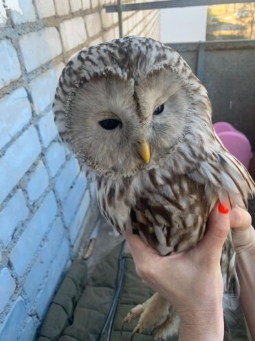 В Ржеве прохожие спасли неясыть от ворон